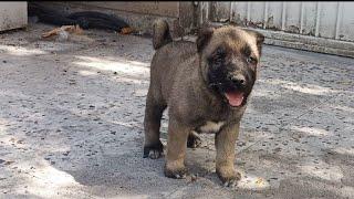 KARAKIRÇIL YAVRUMUZ YENİ SAHİBİNE HAYIRLI OLSUN KANGAL DOG