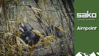 Injured buffalo charges hunter