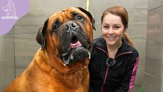 Conquering Fear Heartwarming Groom on a Powerful Bullmastiff Guard Dog