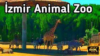 İzmir Wildlife Park  İzmir Doğal Yaşam Parkı Sasalı Çiğli  4k UHD 60fps