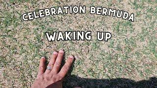 Shade tolerant celebration bermuda waking up