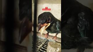 BURUNG TENGKEK BUTO DI PASAR BURUNG PRAMUKA #shorts #pasarburungpramuka #kioslanggengjaya #trending