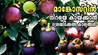 മാങ്കോസ്റ്റീൻ എളുപ്പത്തിൽ കായ്ക്കാൻMangosteen Krishi Malayalam#mangosteenHow to grow Mangosteen