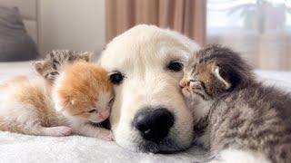 Golden Retriever Puppy and Tiny Kittens Cuteness Overload