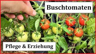 Tomaten anbauen Teil 8 Pflege & Erziehung von Buschtomaten I  Balkontomaten ausgeizen + entblättern