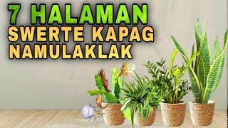 7 PLANTS THAT GIVE LUCKY EFFECT IN MONEY WHEN FLOWERS BLOOM  Mga halaman swerte kapag namulaklak