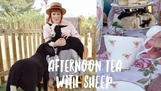 The cutest AFTERNOON TEA WITH FLUFFY SHEEP 