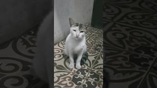 ekspresi kucing ngantuk & kelaparan #shorts