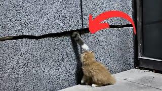 The kitten fell through the crack and got separated from his parents helplessly circling in place