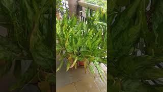 Aglaonema ornamental indoor plant