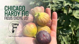 Ficus Excite Us Chicago Hardy Fig