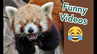 COMPILATION video divertenti 2019 - Prova a non ridere - FUNNY videos