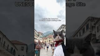 Todd loved his tour of Montenegro and the breathtaking views of Kotor Bay ️ #cat #travel #crnagora