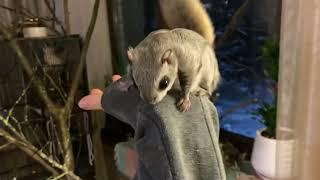 Жизнь домашней белки-летяги  Russian flying squirrel Momonga - 飞松鼠