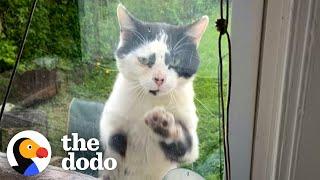 Stray Cat Paws At The Window Every Day Until Lady Adopts Him  The Dodo