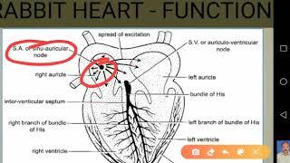 Rabbit Circulatory System-Heart Structure and Function