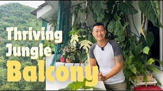 Thriving Plants Grown From Cuttings Charming Penang Balcony Garden By a Passionate Grower
