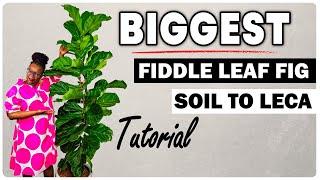 Worlds Biggest Fiddle Leaf Fig Soil to Leca TRANSFER - Shocking Results