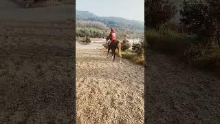 horse walking from training #equine #horse #equinelife #horserace #equestrian #horsehaven