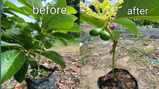 How to Connect Avocado seed to Avocado trees 100% successful Grafting Avocado