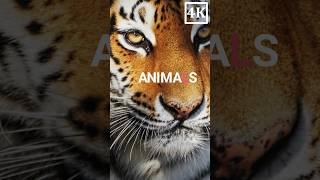 Animals in 4K