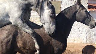 Game horses. Horses in love. Potros y potras.first time