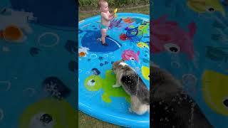 Keep cool in the heat #baby #dog #fun #shorts