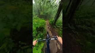 Insane forrest Are these bike trails?  #mountainbiking #quebec