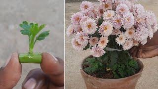 chrysanthemum growing from small pups