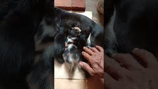 Induk kucing yang baik hati#shorts # #videoshorts #cats