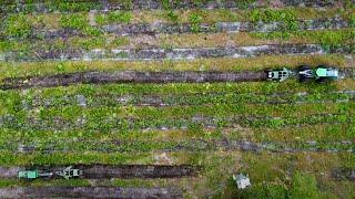 Site Prep How Foresters Prepare Land For Planting Pines in the Southeast