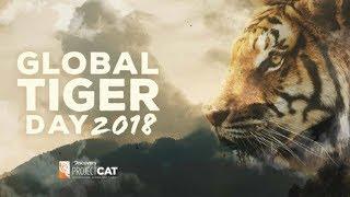 The current state of tigers in the world  Global Tiger Day 2018