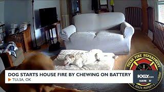 Dog starts house fire by chewing on battery