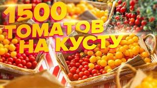 1500 ТОМАТОВ НА КУСТУ ТОМАТ ДЛЯ 2021 ГОДА