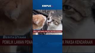 berita empus #cat #kucing #viral