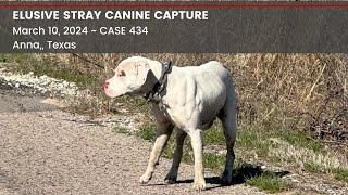 Elusive Stray Capture “Colt” Case 434 Anna Texas