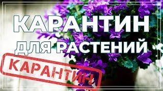 Карантин для растений. Профилактика болезней и вредителей комнатных цветов