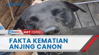5 Fakta Anjing Canon Mati seusai Ditangkap Pol PP Bantah Penyiksaan hingga Pemilik Tuntut Keadilan
