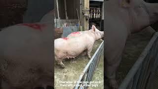 Moving pigs to pig houses #shorts