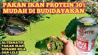 azolla untuk pakan ikan gurame  cara budidaya gurame