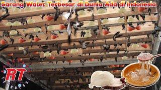 Peternakan Burung Walet Modern Indonesia  Proses Peternakan Sarang Burung Yang Dapat Dimakan