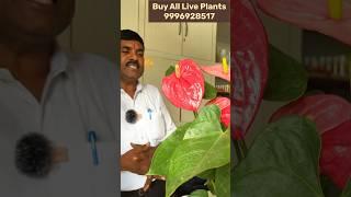 पान जैसे पत्ते वाला यह खूबसूरत पौधा ज़रूर लगायें अपने घर  Anthurium Plants  Indoor Plants