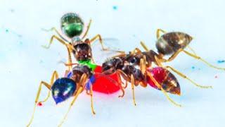 Alien Ants Coloring Insects Time-lapse