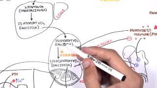 Endocrinology - Calcium and Phosphate Regulation