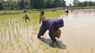 พ่อเฒ่าแม่ฒ่ามาดำมาช่วยน้องเนยดำนาไฮ่ใหญ่เก่งรถตลาดพุ่มพวงมาขายถึงทุ่งนา