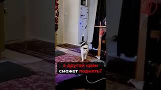 Нас часто спрашивают #shorts #cat