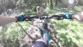 Tehidy woods. mtb