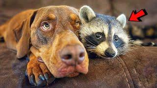 Baby raccoon that fell from tree grew up with dog and now they are inseparable