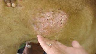 Huge Maggots & Mangoworms Cleaning From Stray Dog  Animal Rescue Video 2022 #27