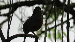 Canto lindo do Sabiá Laranjeira Turdus rufiventris